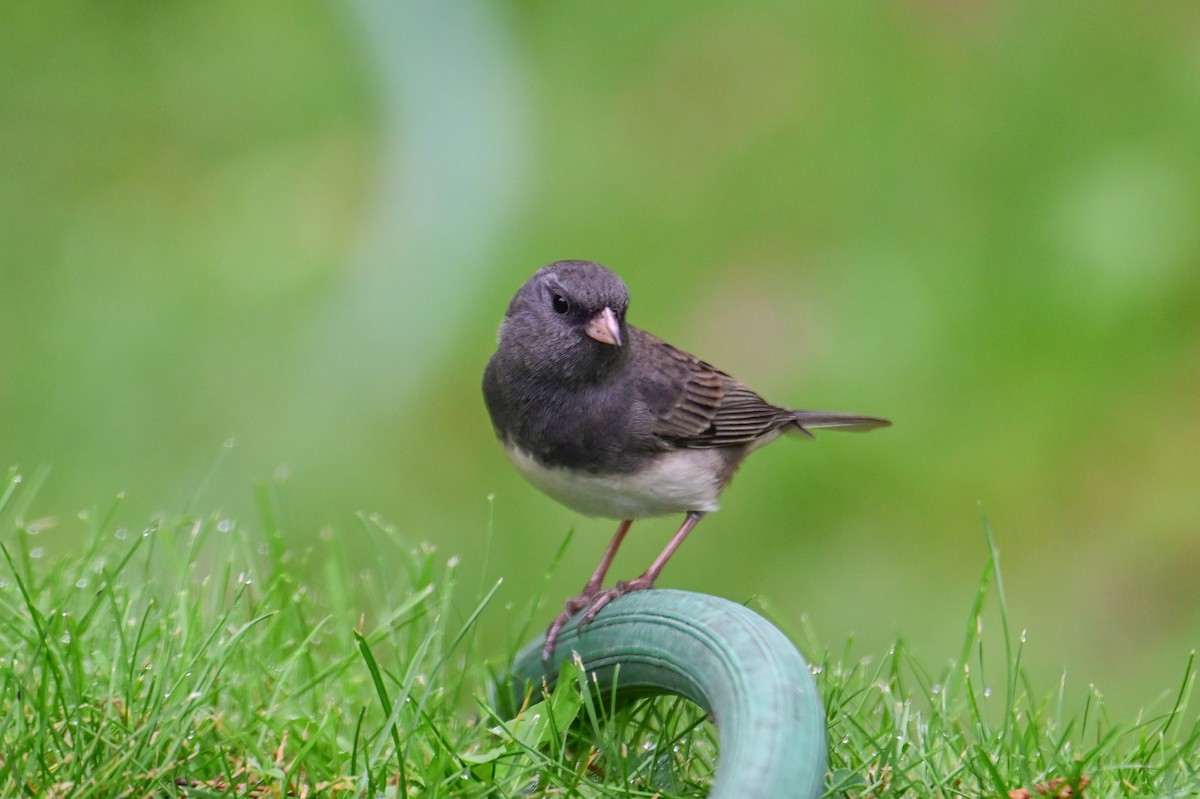 Dark-eyed Junco - Serg Tremblay