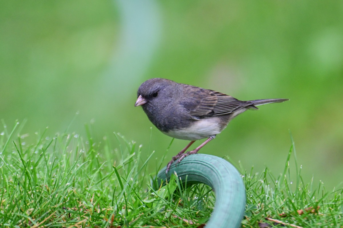 Dark-eyed Junco - ML624233171