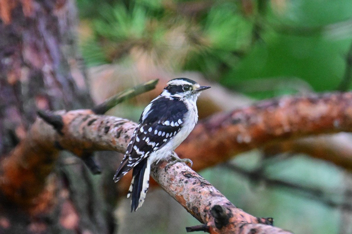 Downy Woodpecker - ML624233194