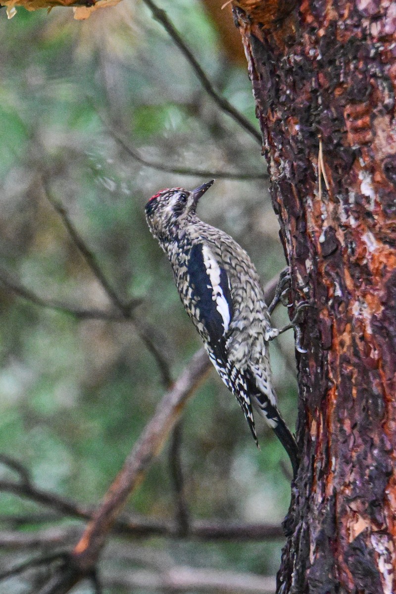 Yellow-bellied Sapsucker - ML624233214