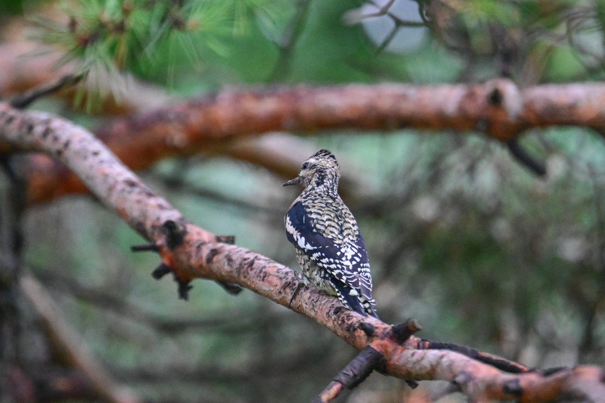 Yellow-bellied Sapsucker - ML624233215