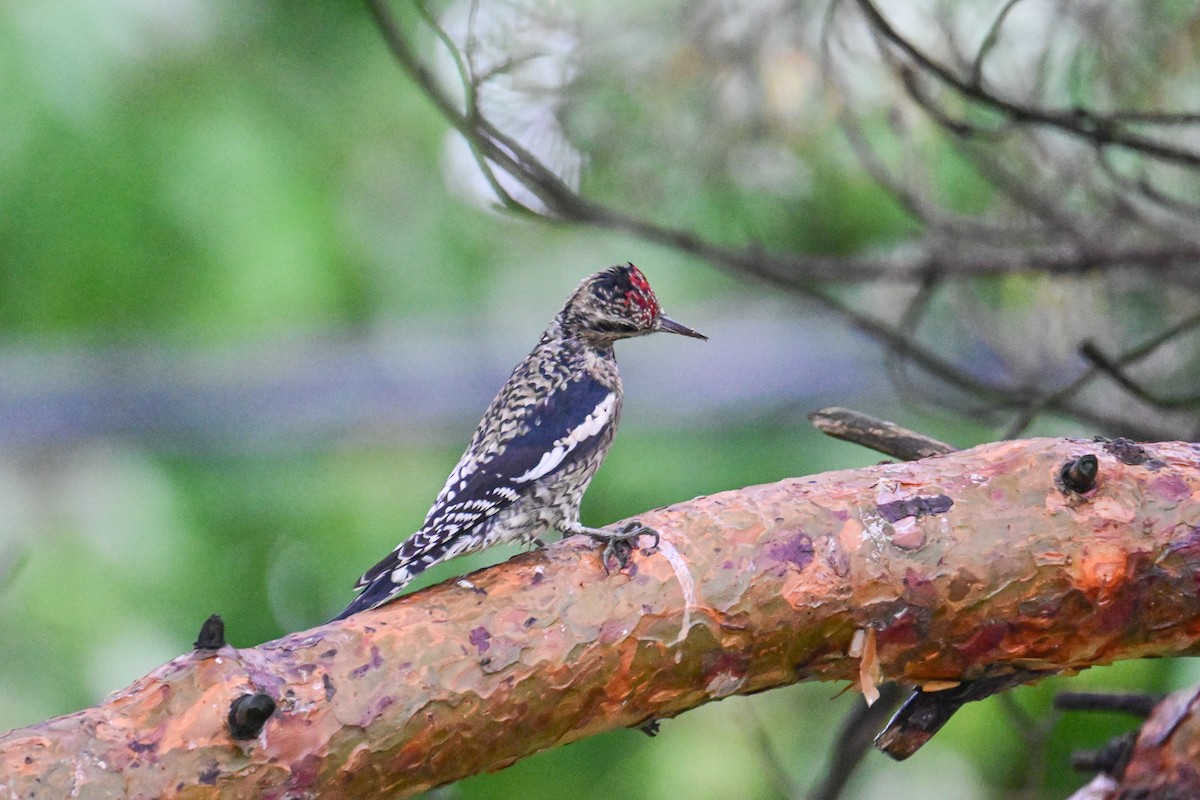 Yellow-bellied Sapsucker - ML624233216