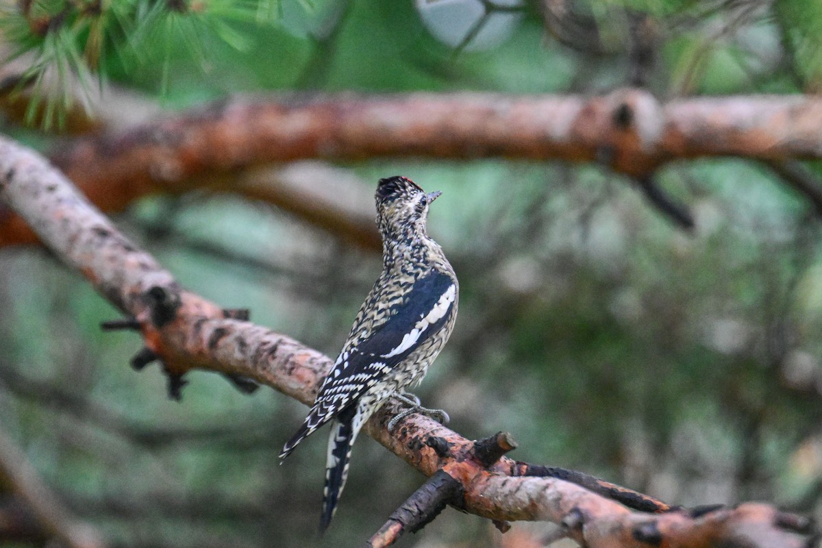 Yellow-bellied Sapsucker - ML624233217