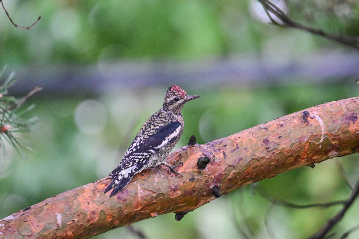 Yellow-bellied Sapsucker - ML624233218