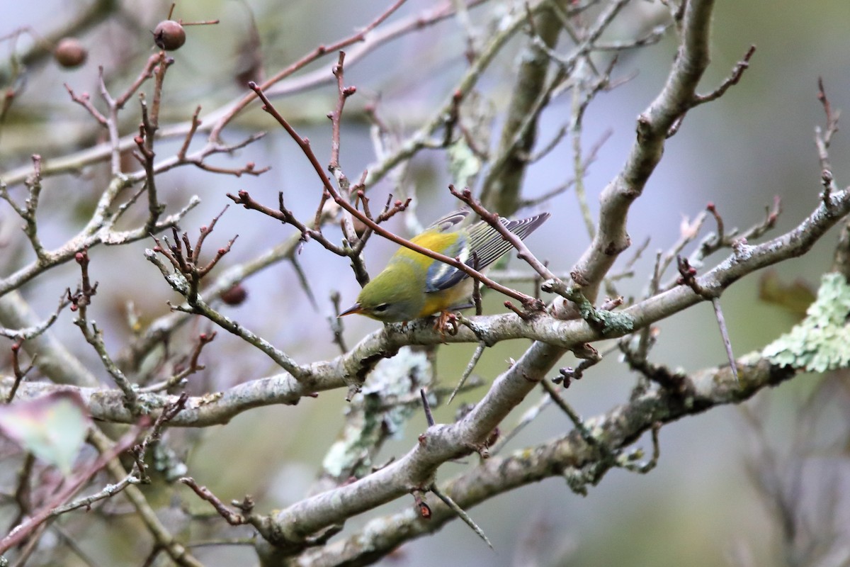 Northern Parula - ML624233234