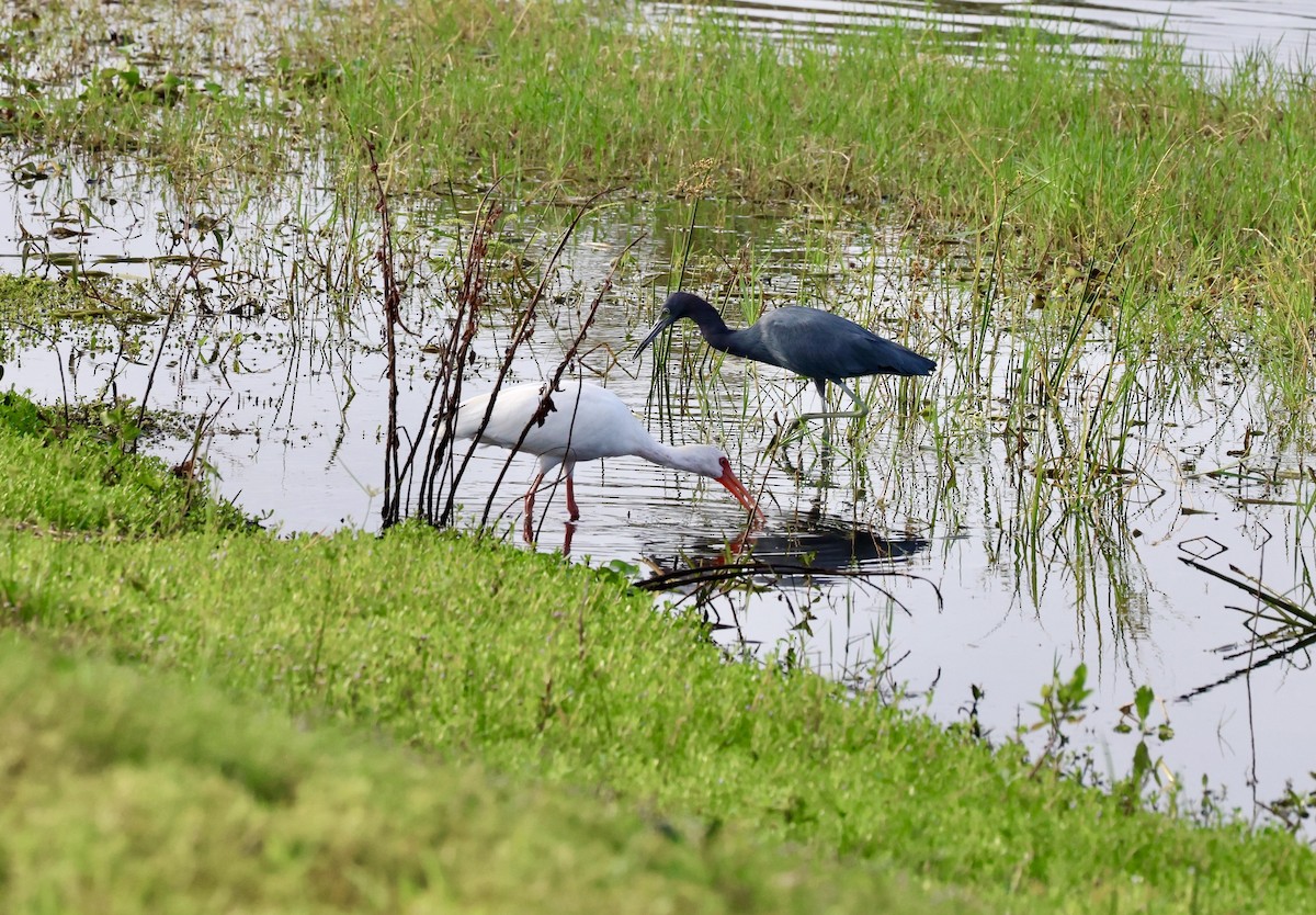 Little Blue Heron - ML624233238