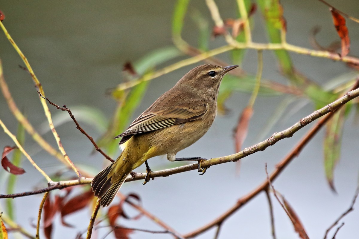 Palm Warbler - Kerry Bell