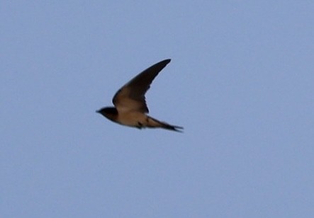 Barn Swallow - ML624233260