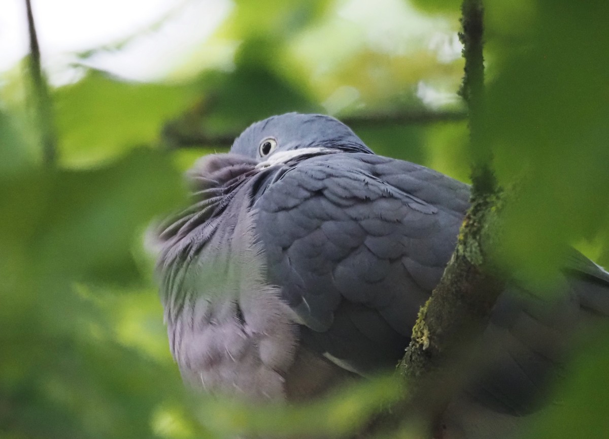 Common Wood-Pigeon (White-necked) - ML624233272