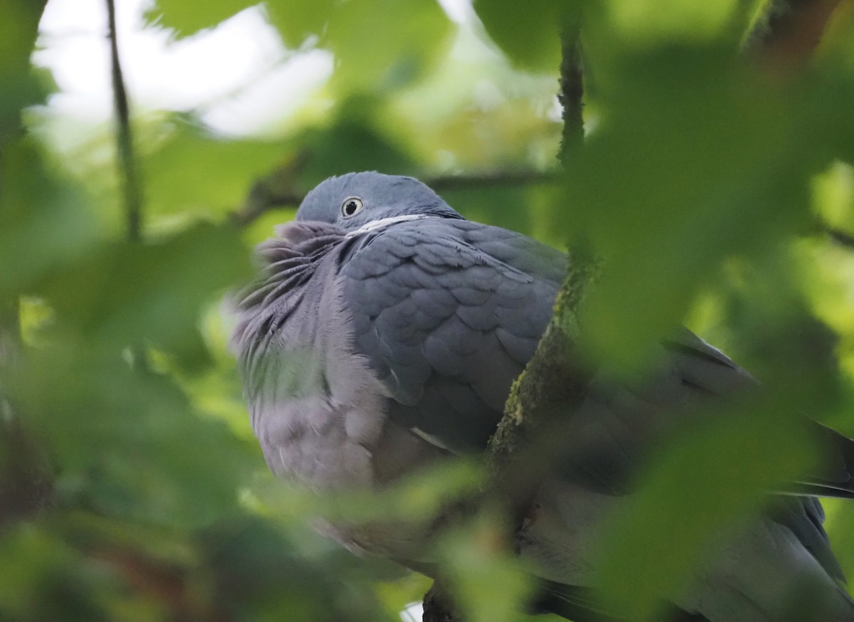 Common Wood-Pigeon (White-necked) - ML624233273