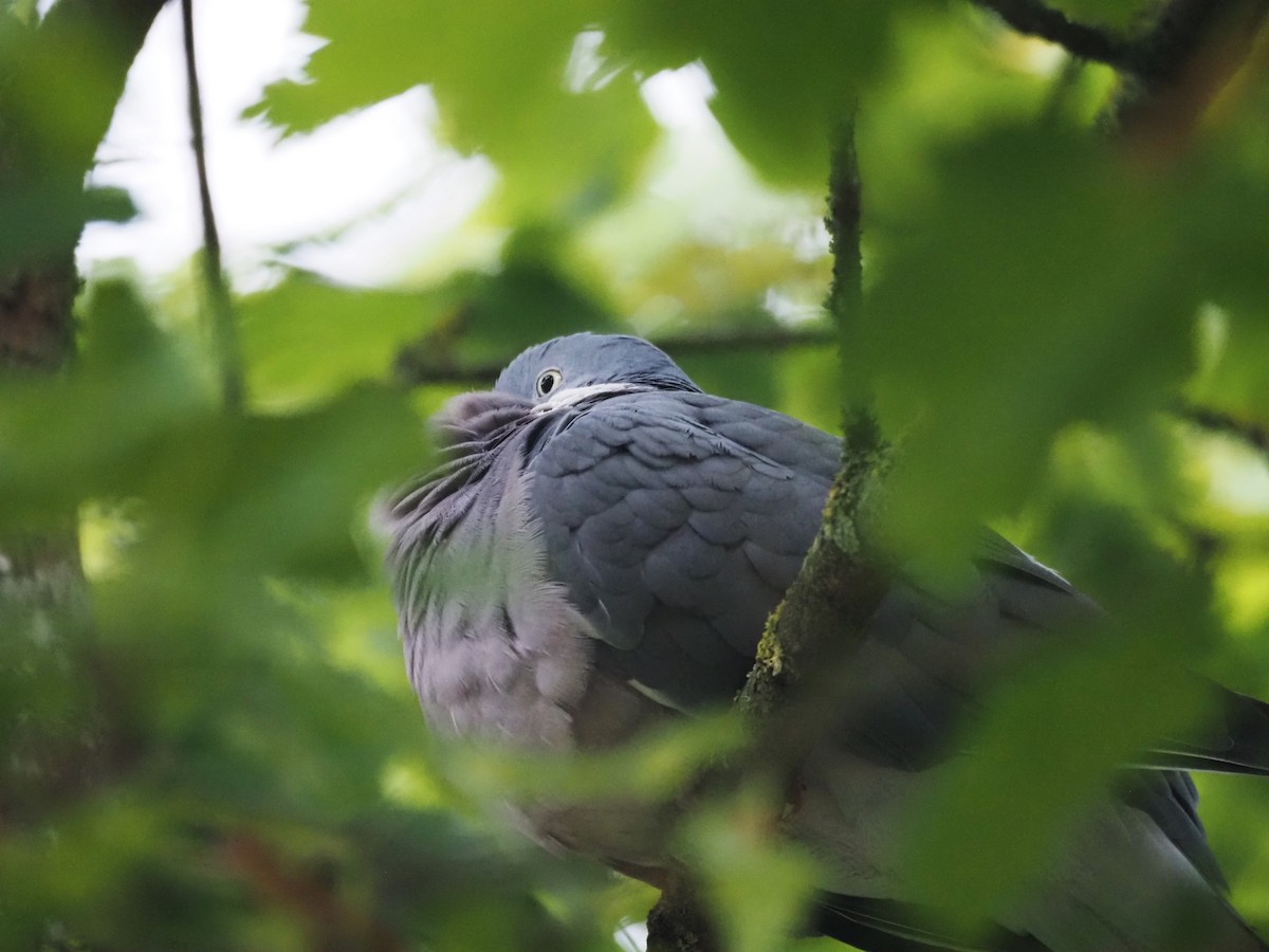 Common Wood-Pigeon (White-necked) - ML624233274