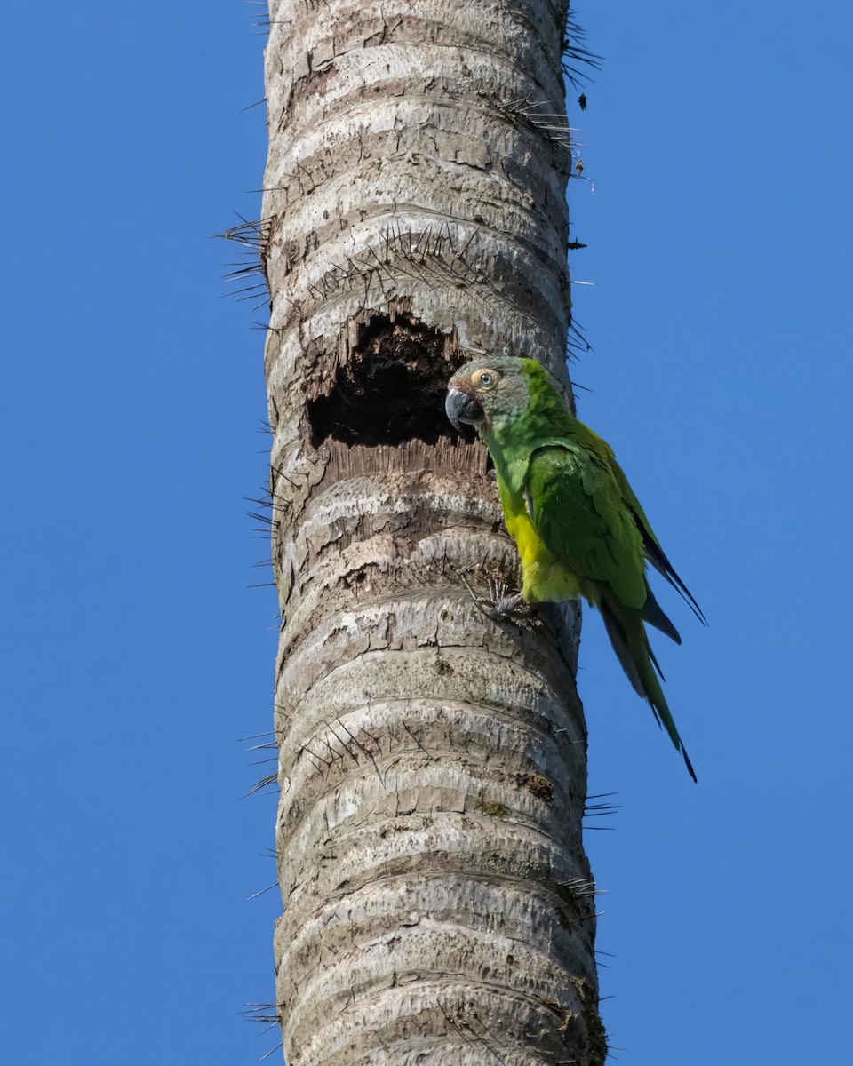 Dusky-headed Parakeet - Alejandro Pinto_TanagerPhotoTours