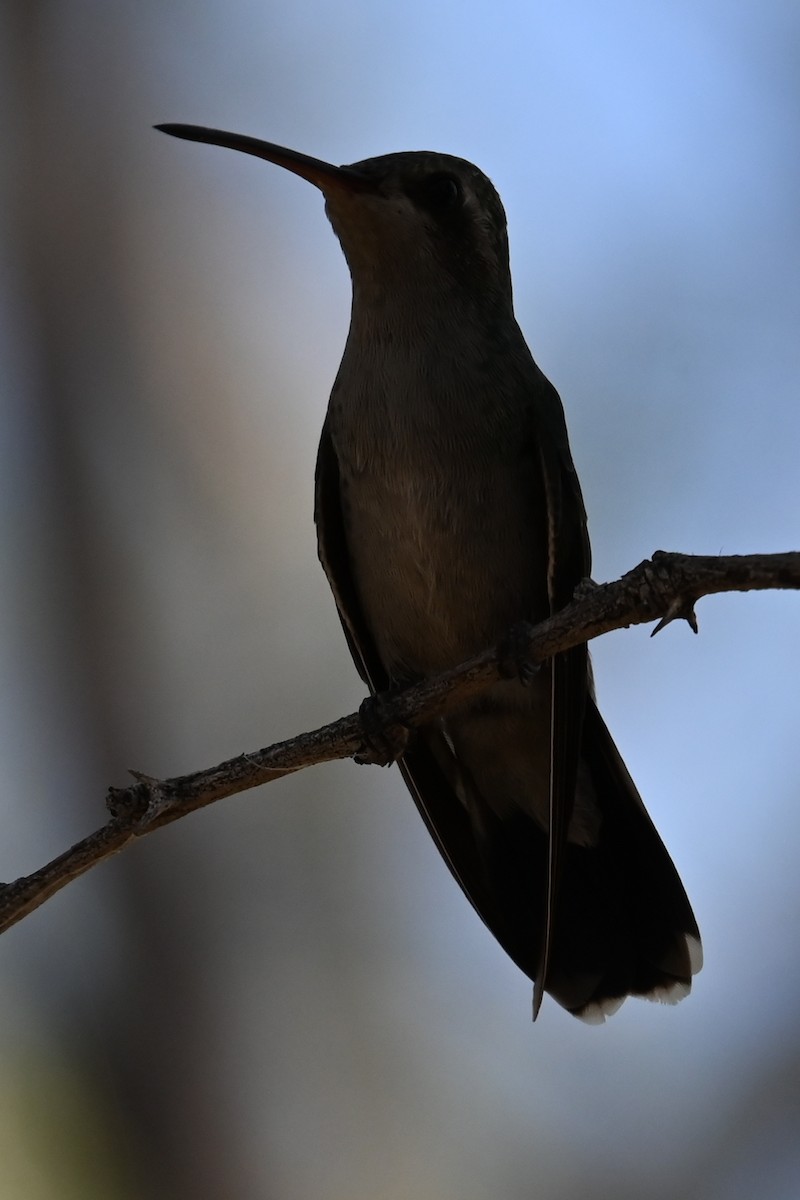 Broad-billed Hummingbird - ML624233332