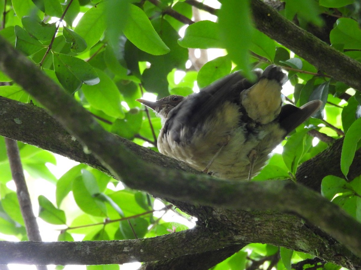 Clay-colored Thrush - ML624233342