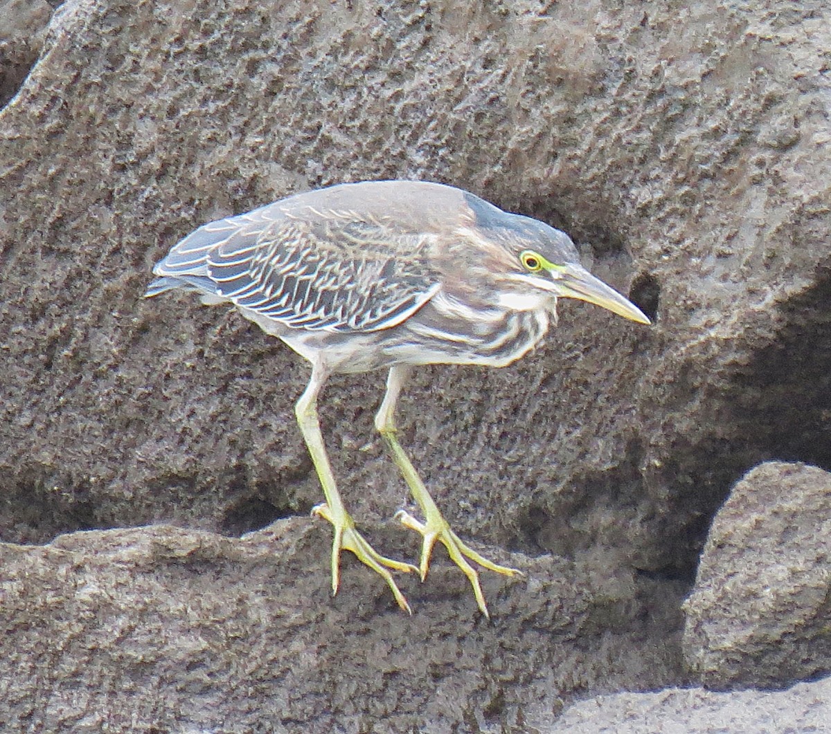 Green Heron - ML624233372