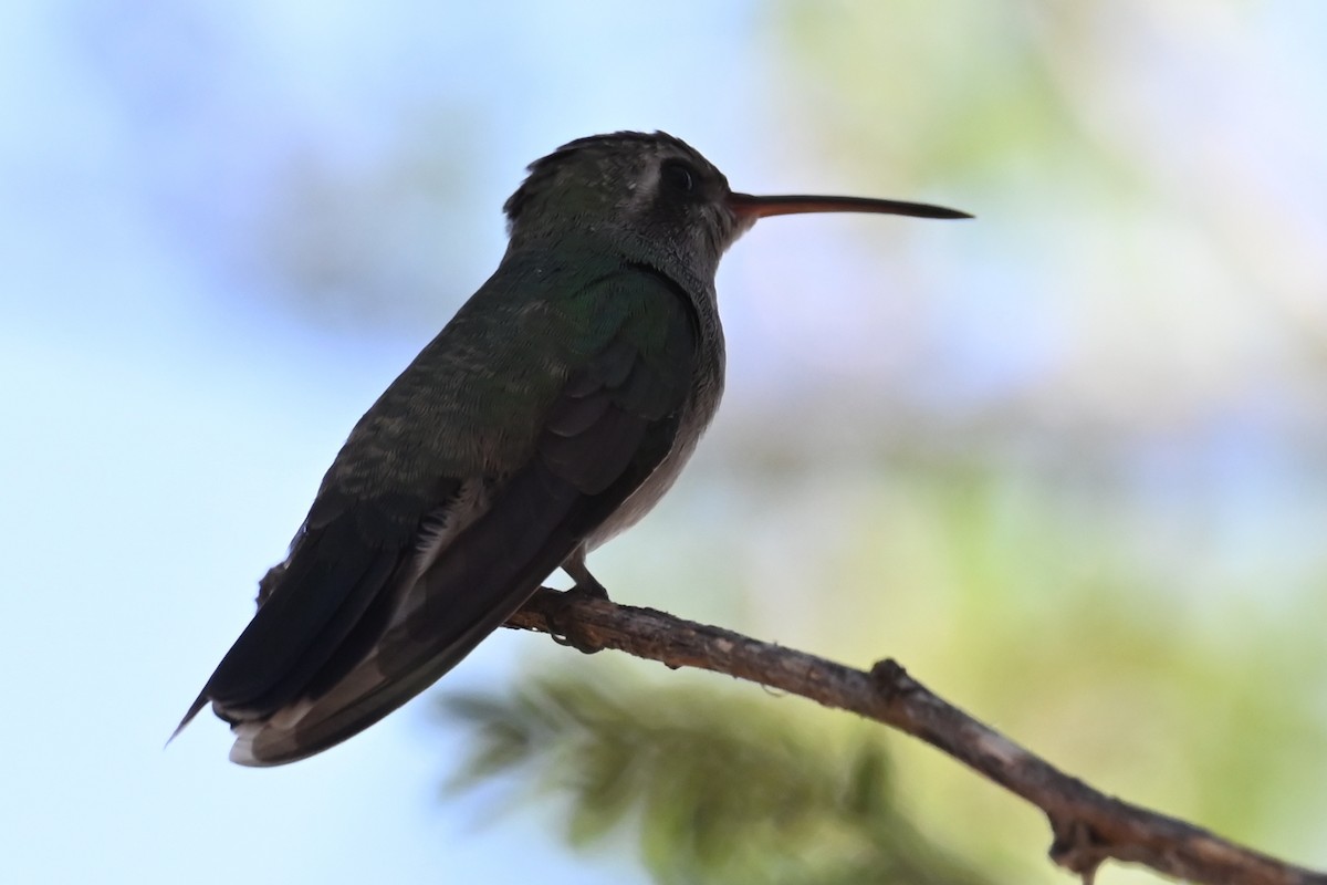 Broad-billed Hummingbird - ML624233381