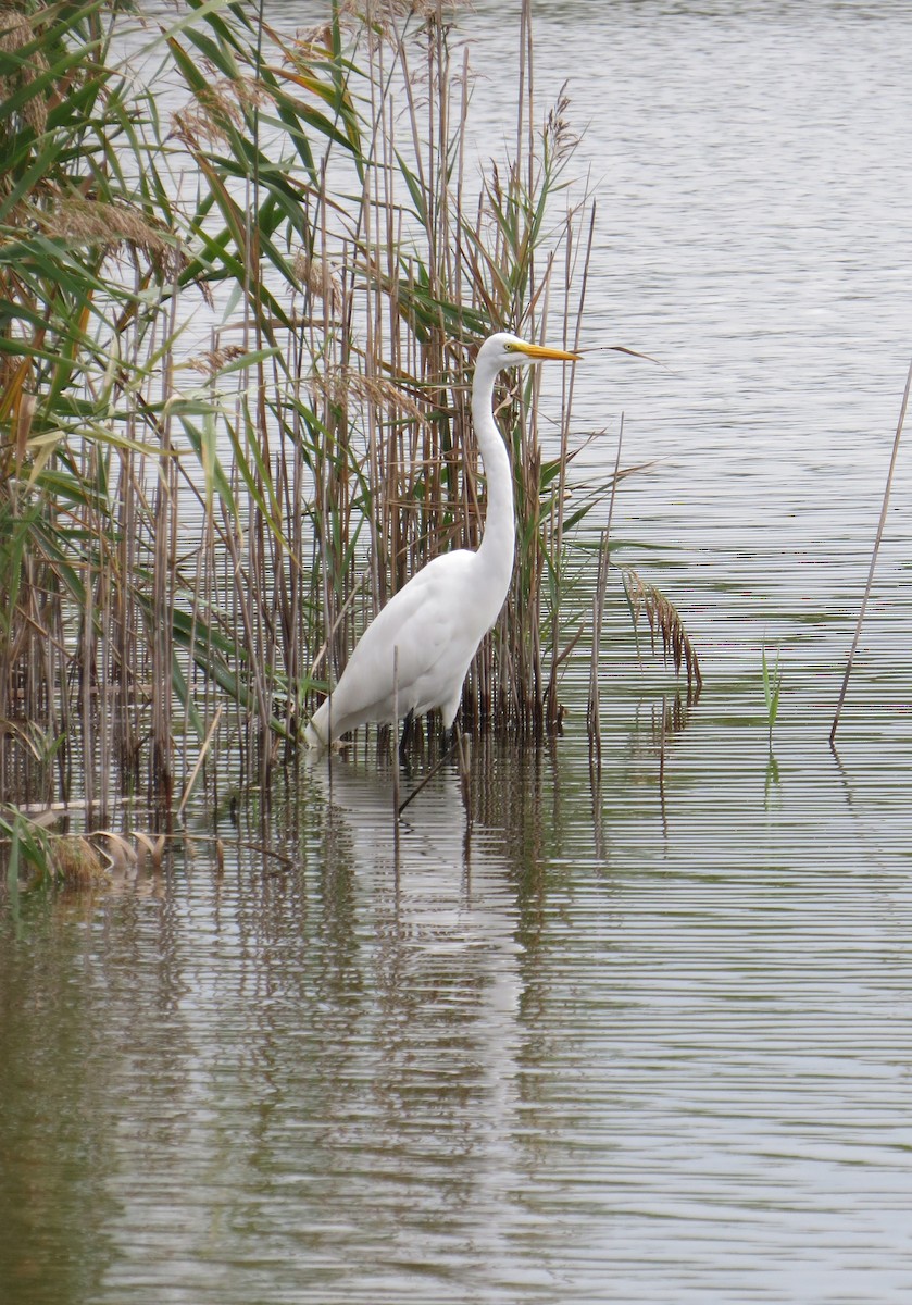 Great Egret - John Collins