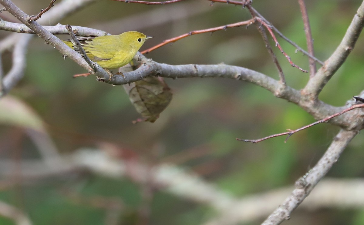 Yellow Warbler (Northern) - ML624233391