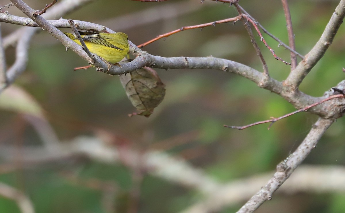 Yellow Warbler (Northern) - ML624233393