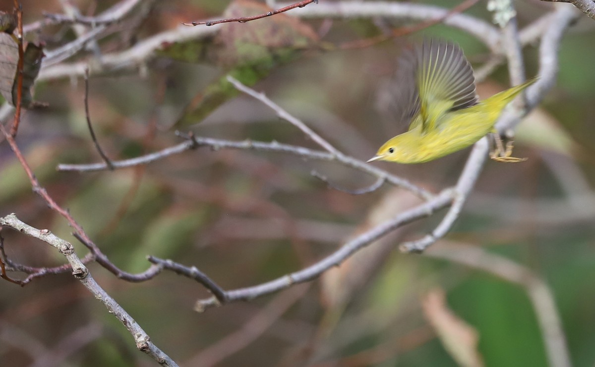 Yellow Warbler (Northern) - ML624233404