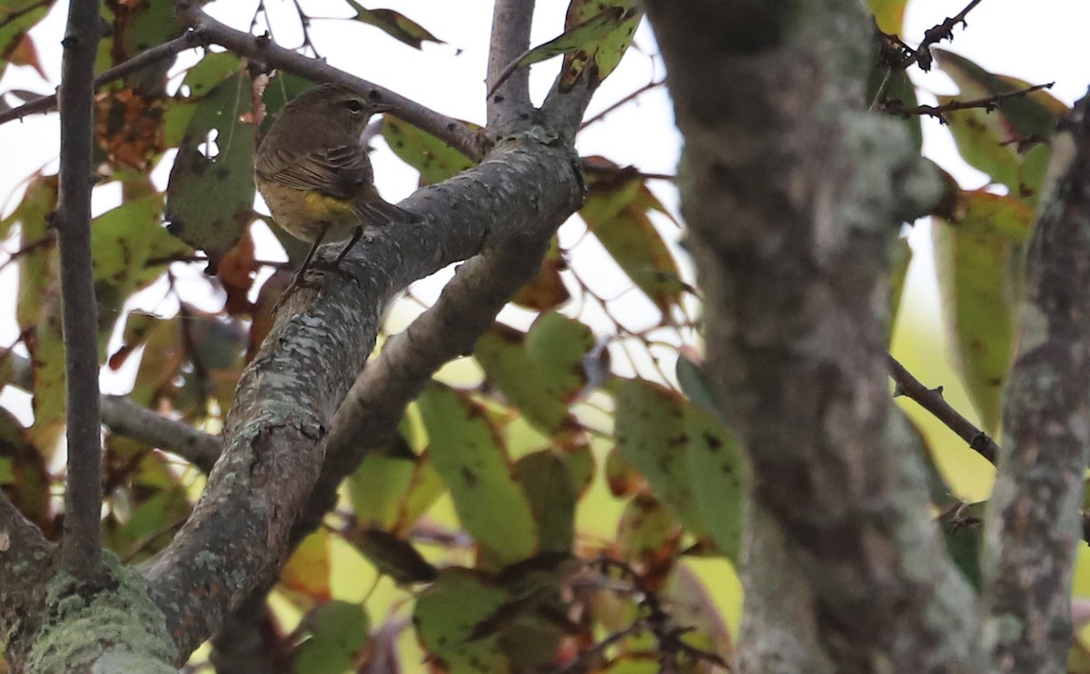 Palm Warbler (Western) - ML624233410