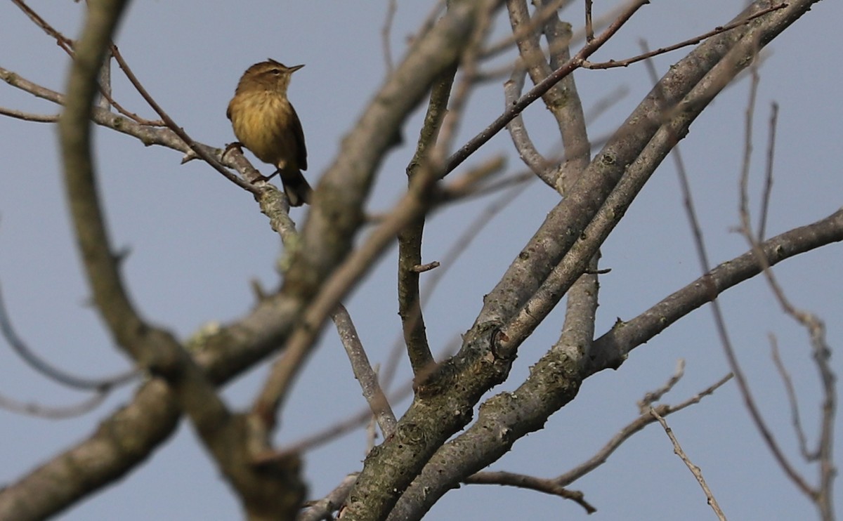 Palm Warbler (Western) - ML624233416