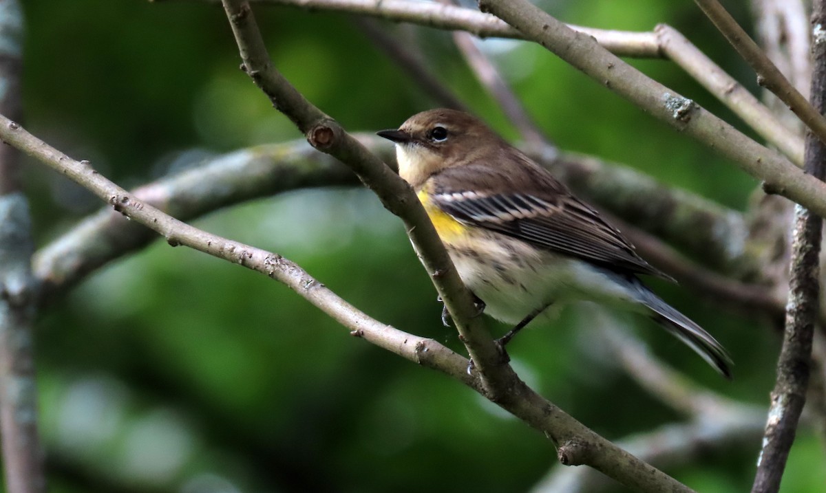 Yellow-rumped Warbler - ML624233438