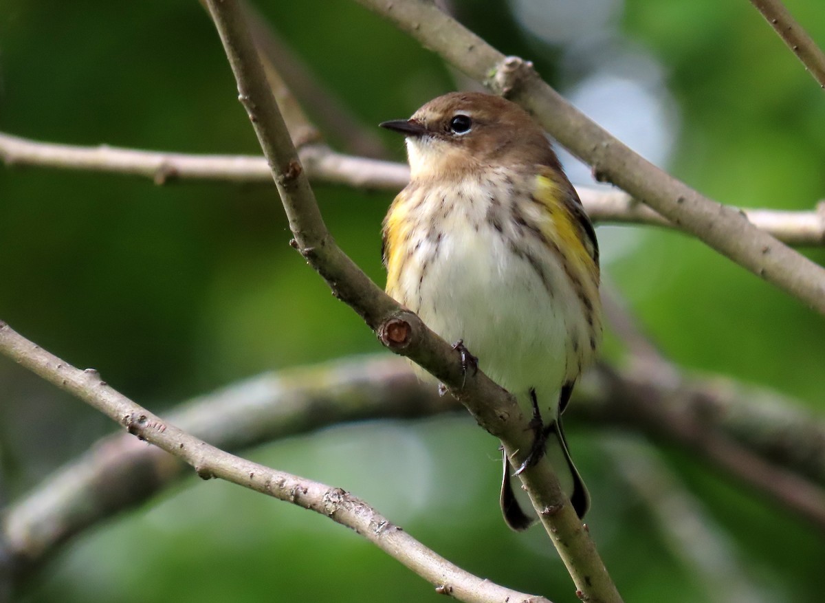 Yellow-rumped Warbler - Nathalie L. COHL 🕊