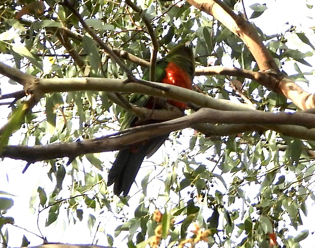 Australian King-Parrot - ML624233457