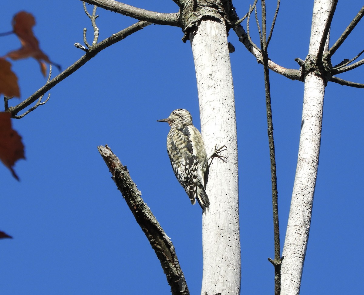 Yellow-bellied Sapsucker - Suzie Bergeron