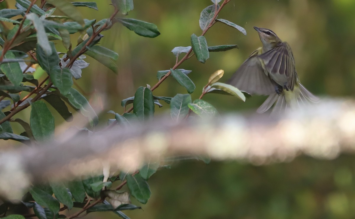 Vireo occhirossi - ML624233468