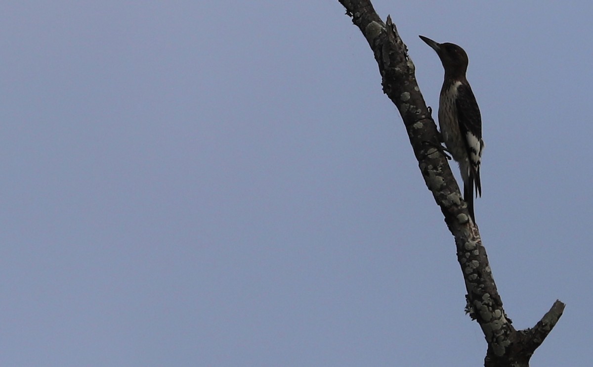 Red-headed Woodpecker - ML624233479