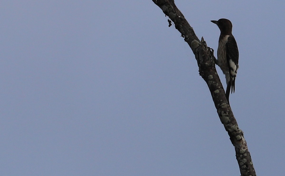 Red-headed Woodpecker - ML624233481