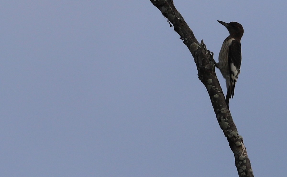 Red-headed Woodpecker - ML624233488