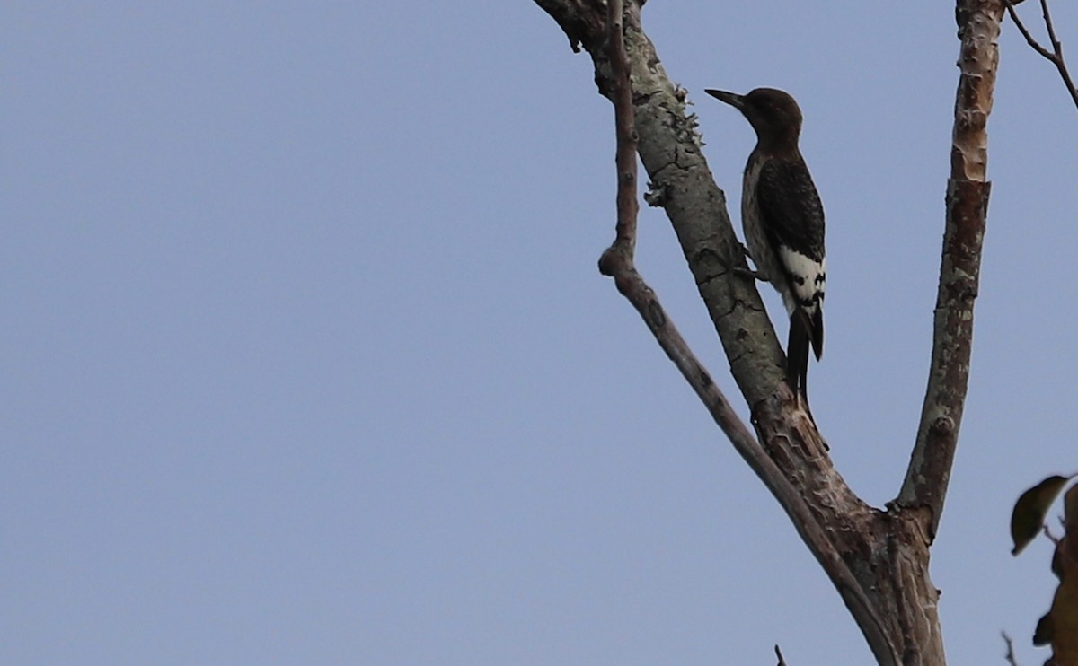 Red-headed Woodpecker - ML624233508