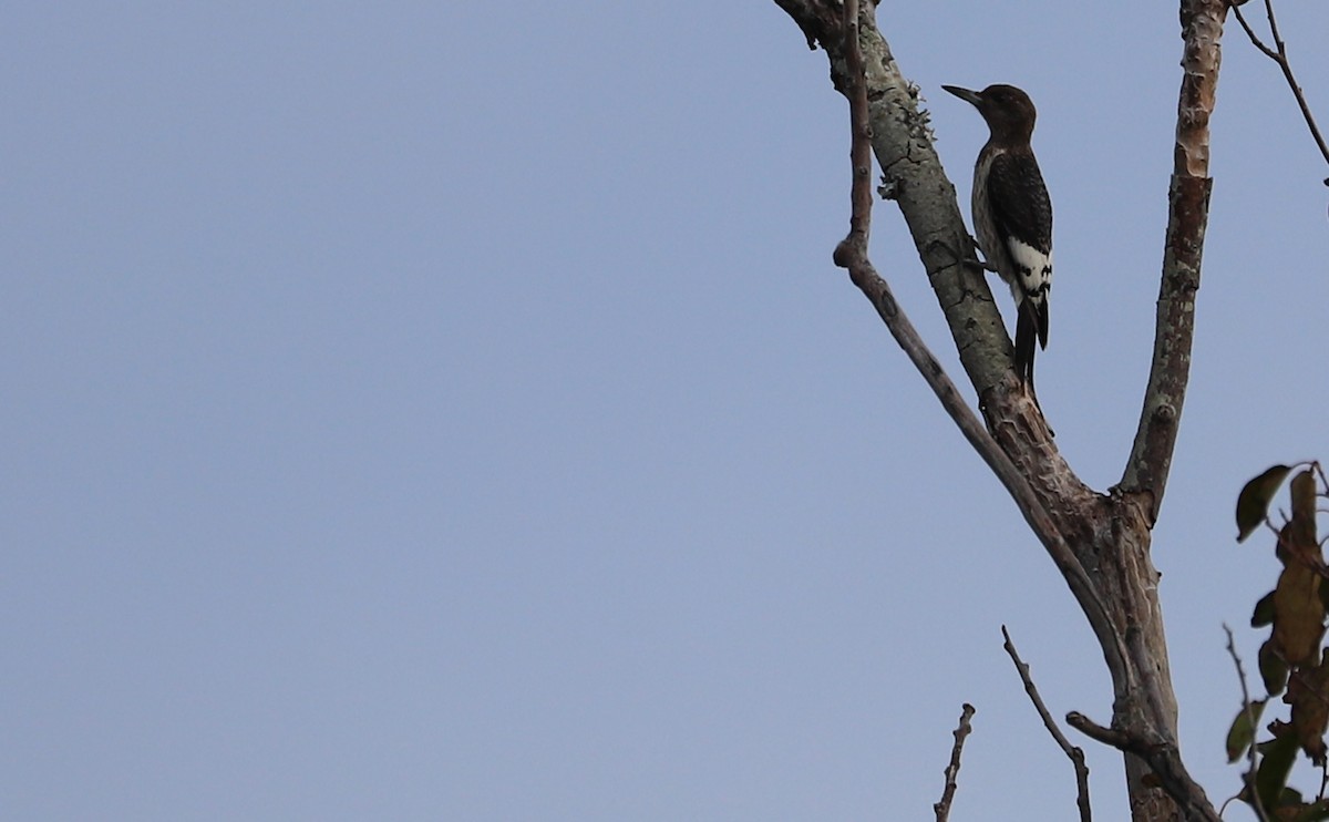 Red-headed Woodpecker - ML624233511