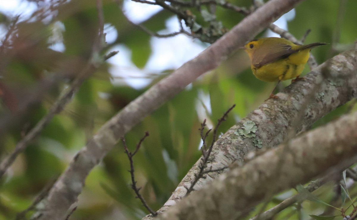 Wilson's Warbler - ML624233523