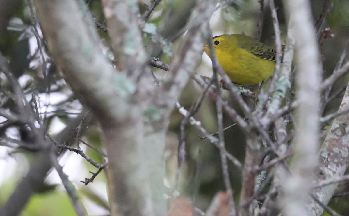 Wilson's Warbler - ML624233529