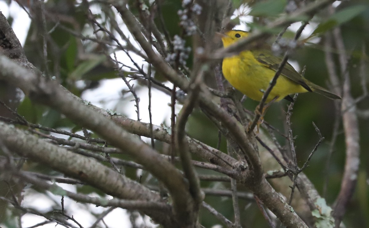 Wilson's Warbler - ML624233538