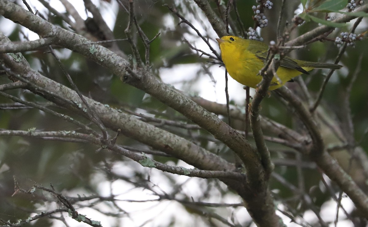 Wilson's Warbler - ML624233545