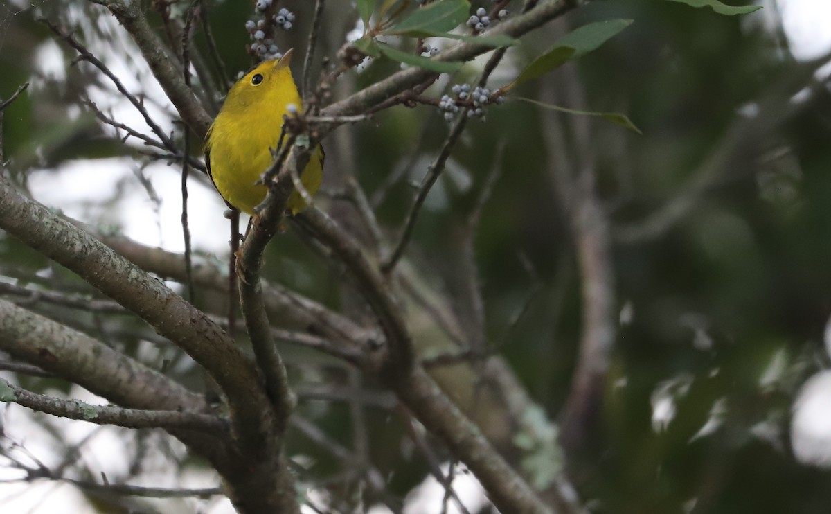 Wilson's Warbler - ML624233550