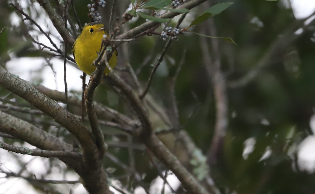 Wilson's Warbler - ML624233556