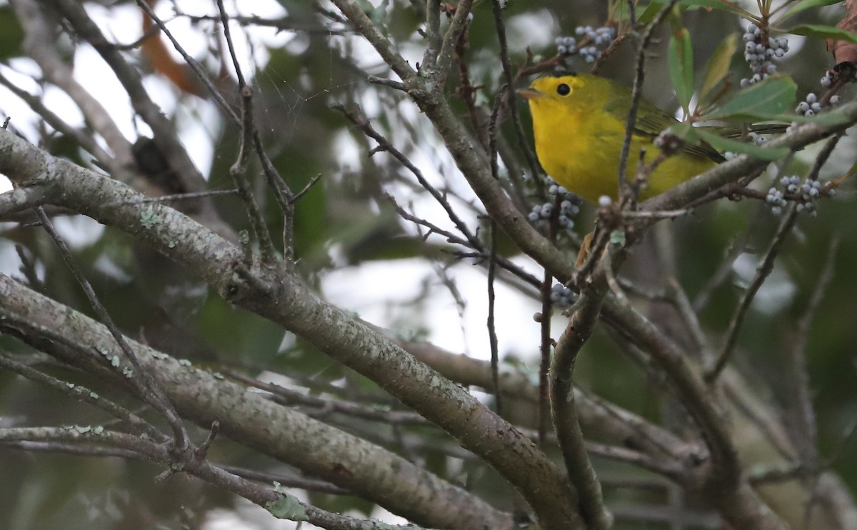 Wilson's Warbler - ML624233560