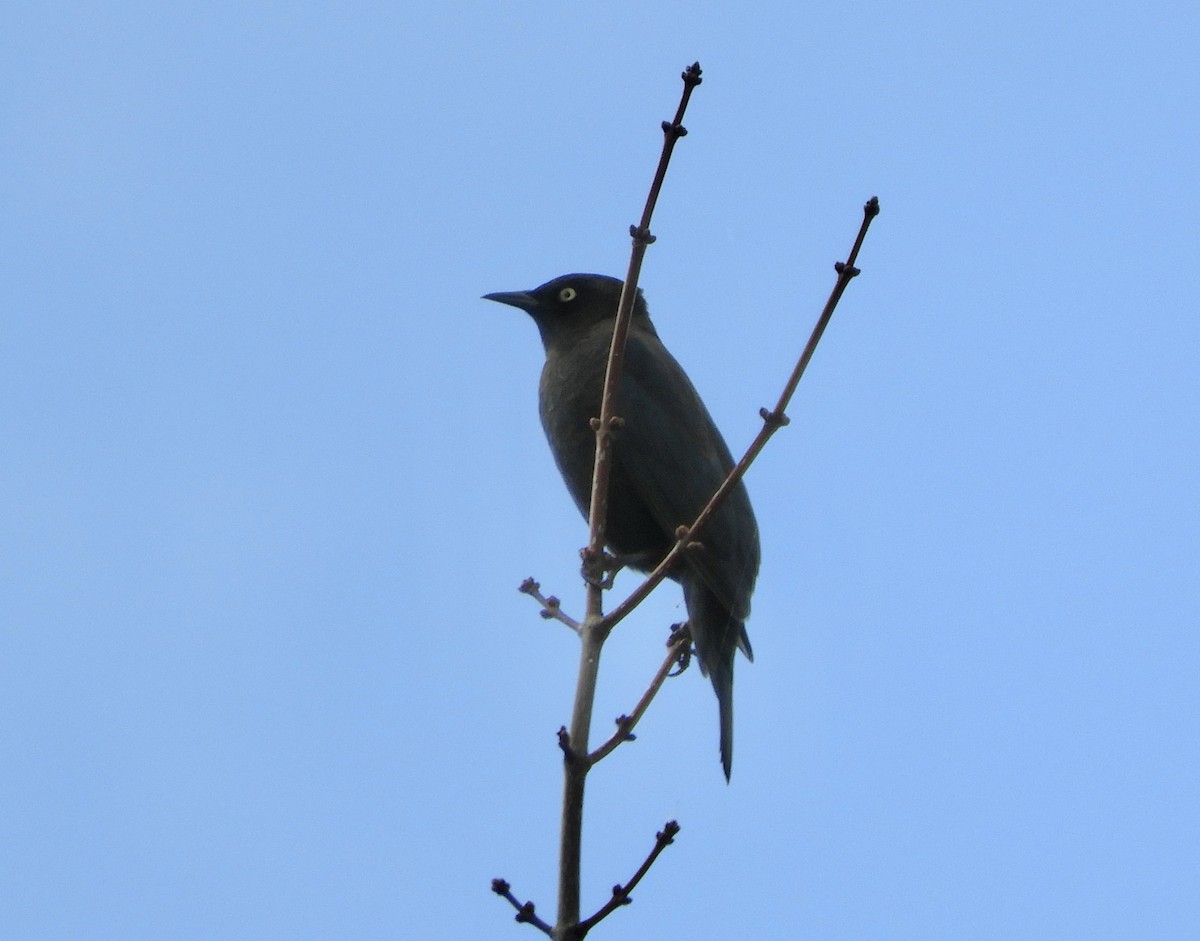 Rusty Blackbird - ML624233562