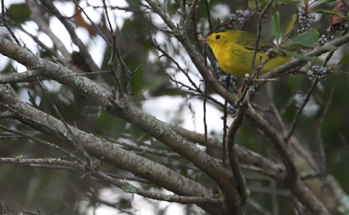 Wilson's Warbler - ML624233568