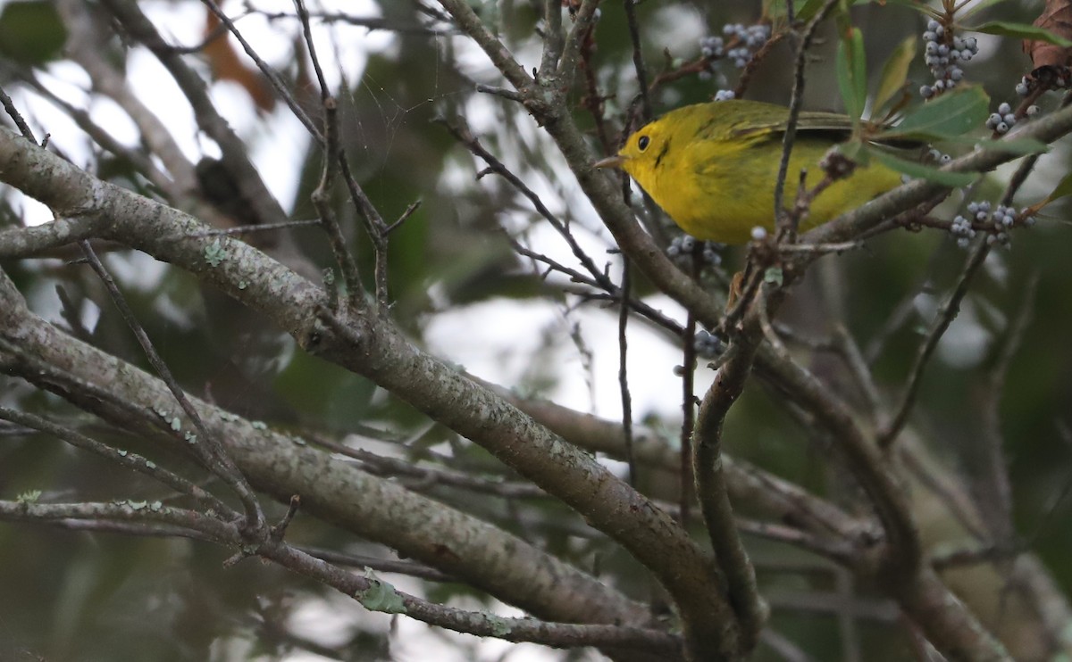 Wilson's Warbler - ML624233578