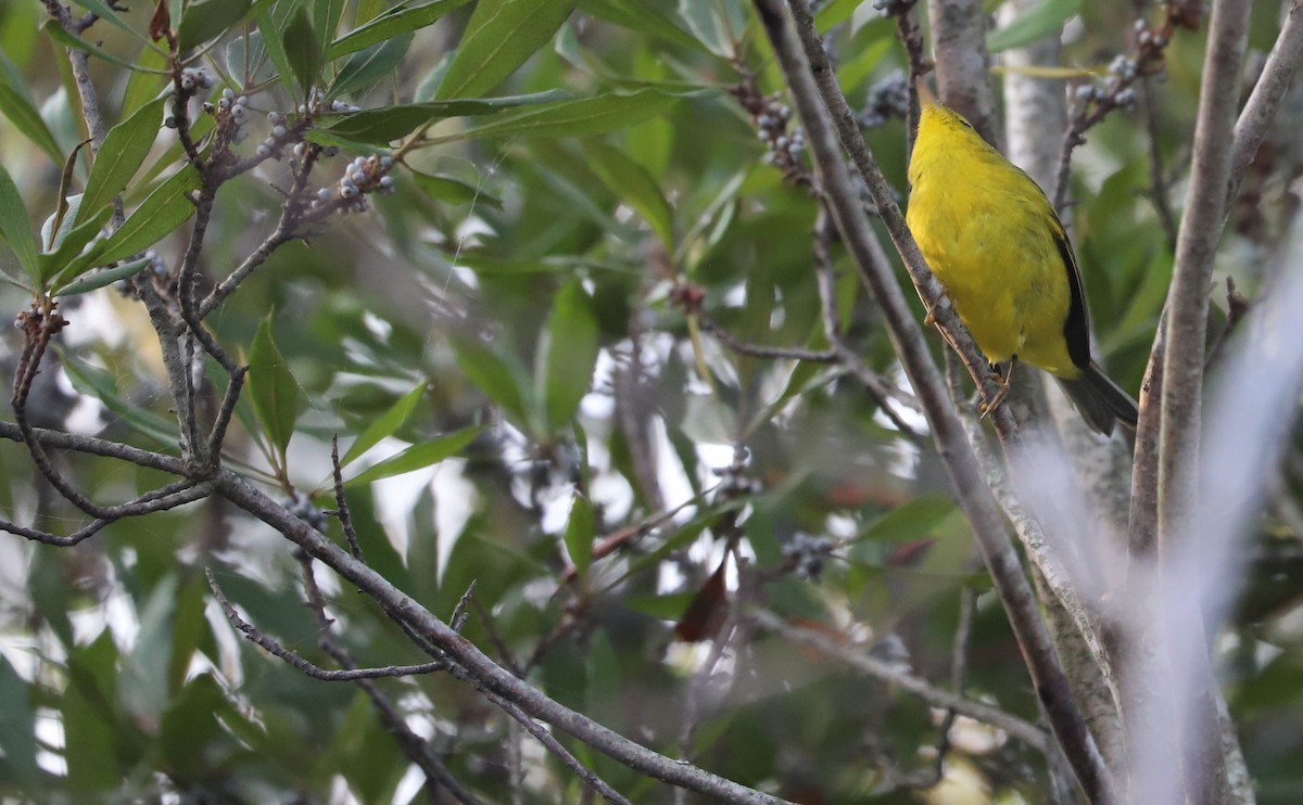 Wilson's Warbler - ML624233586