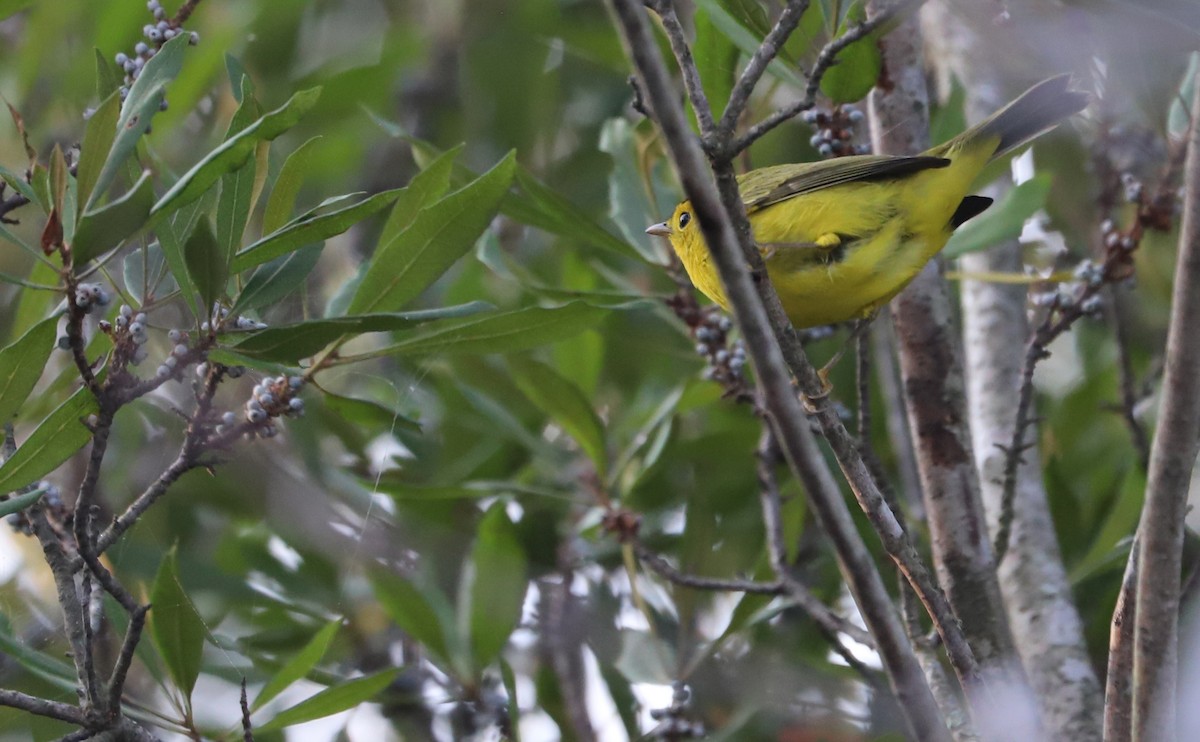 Wilson's Warbler - ML624233594