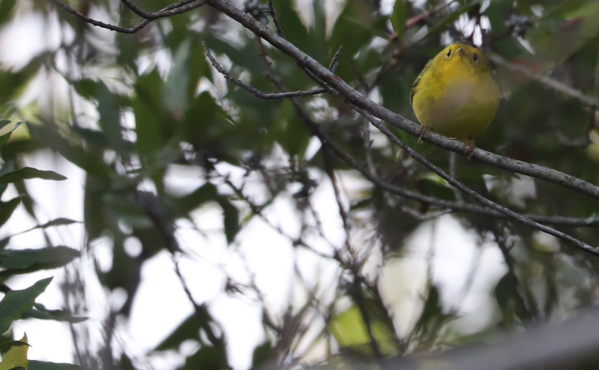 Wilson's Warbler - Rob Bielawski