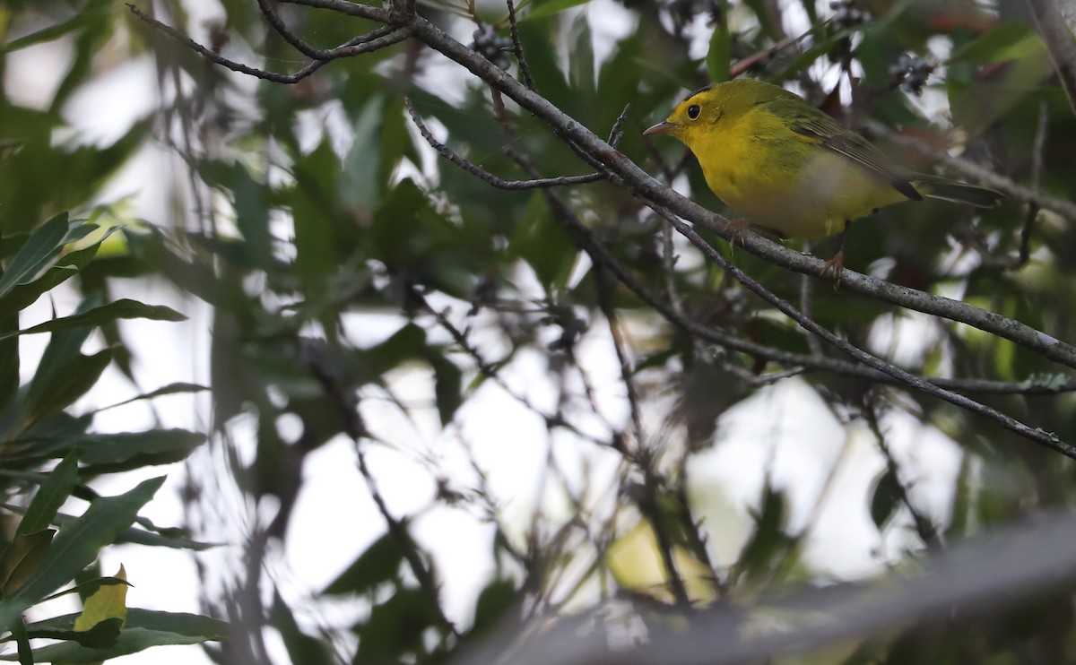 Wilson's Warbler - ML624233606